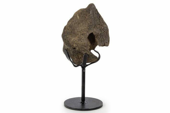 Fossil Triceratops Skull Section w/ Metal Stand - South Dakota #339968